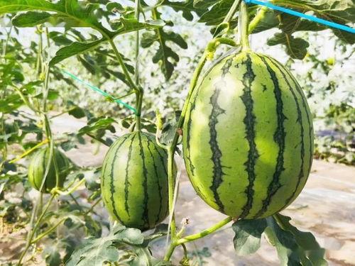 见家长吃瓜,揭秘家庭关系背后的秘密