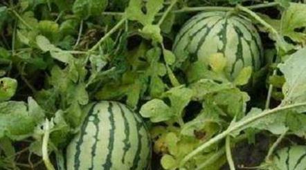 没得瓜吃说瓜甜,关键看“没得瓜吃”的滋味