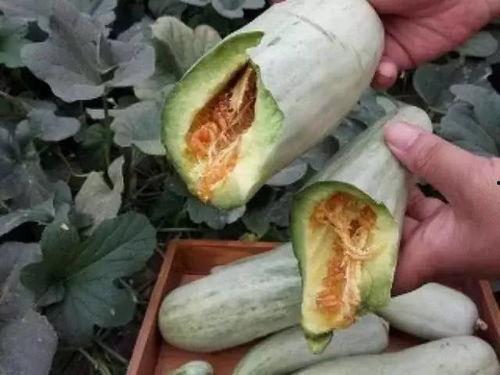 怀孕吃土瓜好吗