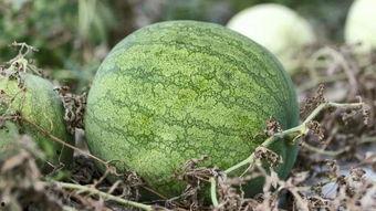 兰州城市吃瓜,一场城市吃瓜文化的盛宴