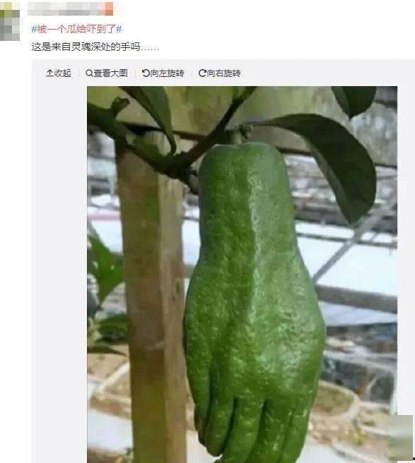 吃瓜不可错过 皮下,皮下世界里的趣味观察