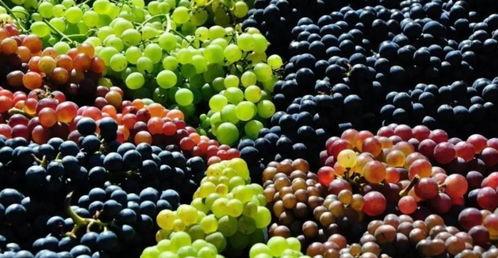 吃蒲瓜可以吃葡萄吗