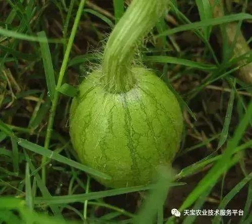 裂瓜水果怎么吃