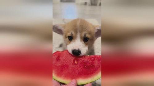 西瓜视频狗子吃瓜,狗子吃瓜的欢乐瞬间