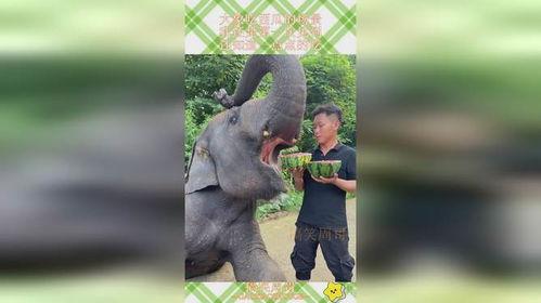 吃瓜大象,一场趣味横生的动物盛宴