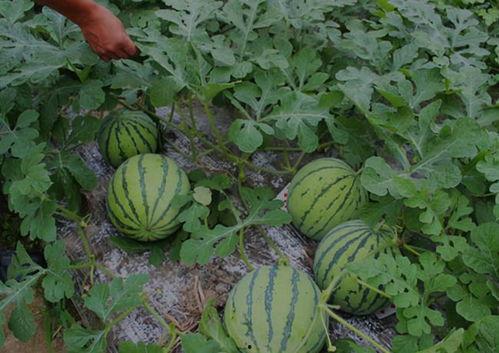 北湖吃瓜事件结果